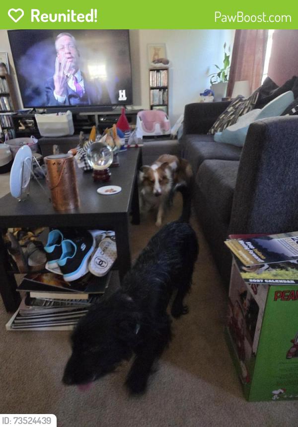 Reunited Male Dog last seen 156th and boden, Noblesville, IN 46060