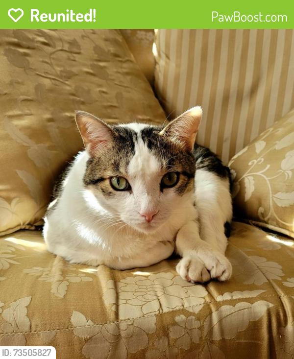 Reunited Female Cat last seen Near N LAKE FALLS CIR, Spring, TX 77386