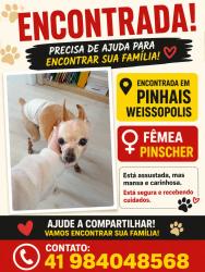 Found/Stray Female Dog last seen Perto da Clinidog, Weissópolis, PR 83322-220