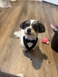Lost Male Dog last seen Summerfields park, Fort Worth, TX 76137