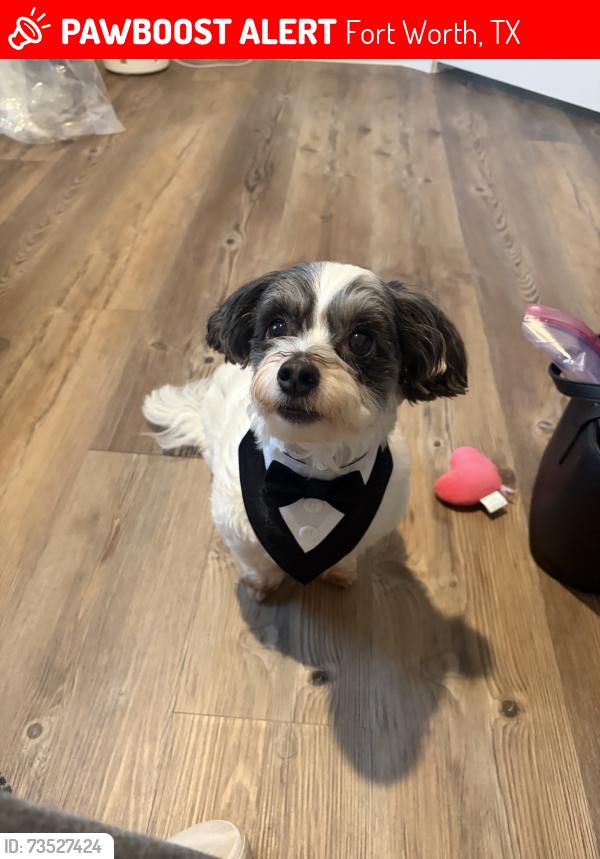 Lost Male Dog last seen Summerfields park, Fort Worth, TX 76137