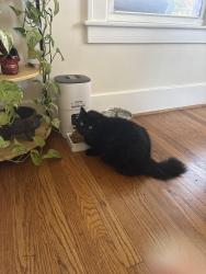 Reunited Female Cat last seen 9 mile and Earl Blvd, Ferndale, MI 48220