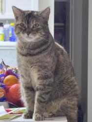 Lost Female Cat last seen 12st and 111 st, Edmonton, AB T6J 6R9