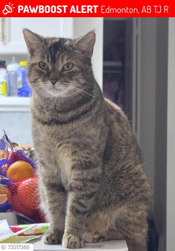 Lost Female Cat last seen 12st and 111 st, Edmonton, AB T6J 6R9