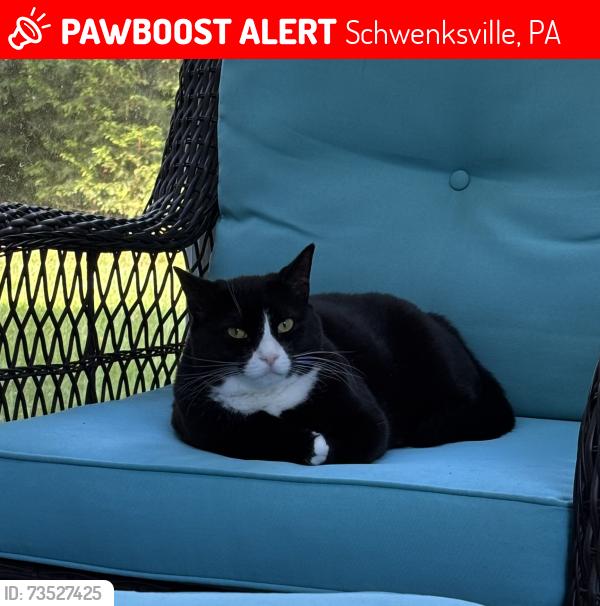 Lost Female Cat last seen Greenshire Blvd, Schwenksville, PA 19473