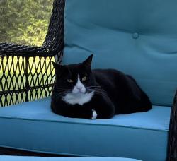 Lost Female Cat last seen Greenshire Blvd, Schwenksville, PA 19473