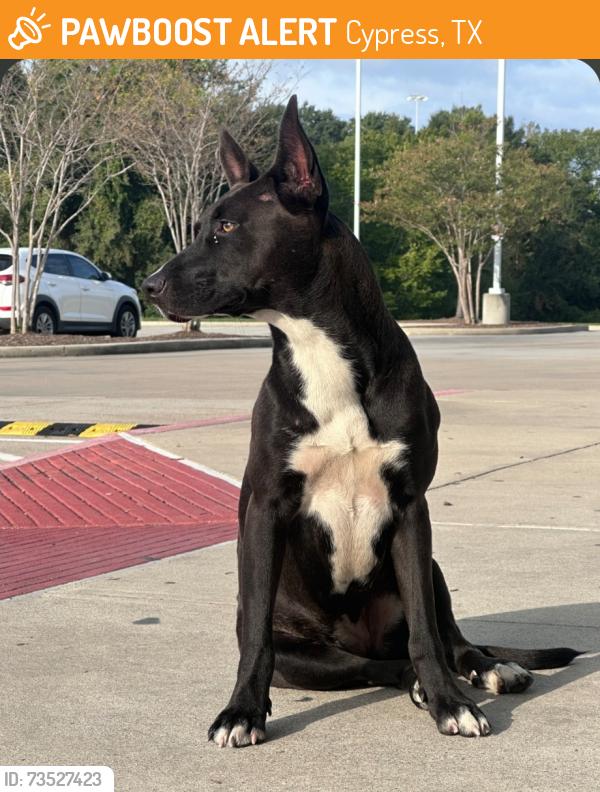 Found/Stray Female Dog last seen AtHome store Cypress Texas, Cypress, TX 77429