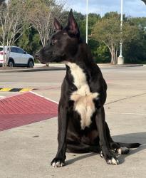 Found/Stray Female Dog last seen AtHome store Cypress Texas, Cypress, TX 77429