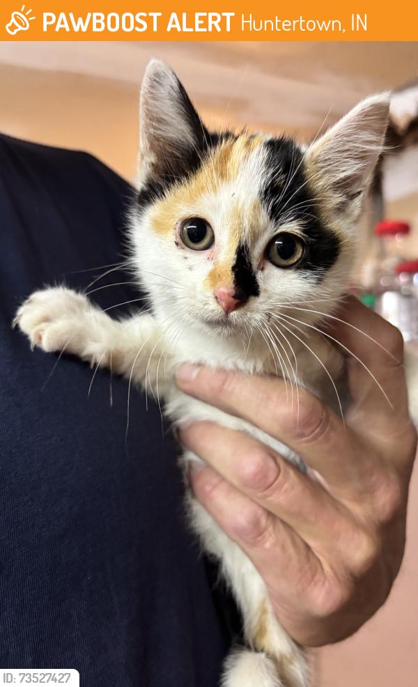 Surrendered Unknown Cat last seen E Cedar Canyons Rd, Huntertown, IN 46748