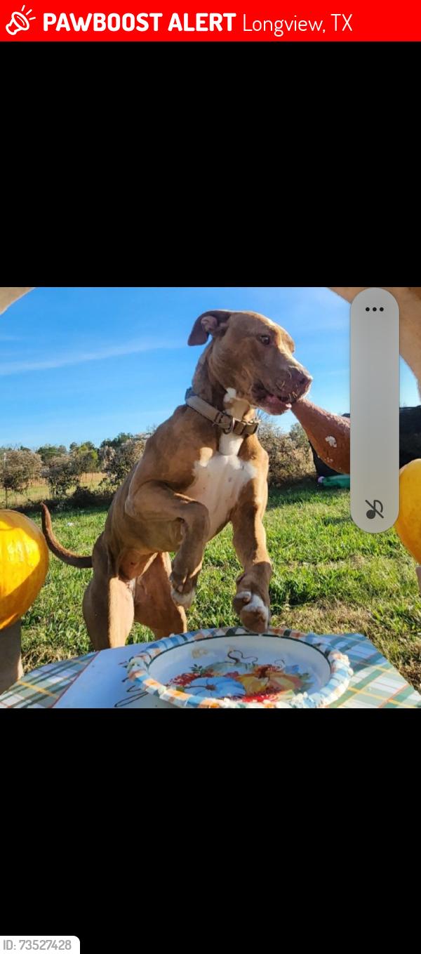 Lost Female Dog last seen Lear park, Longview, TX 75604