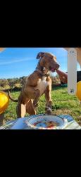 Lost Female Dog last seen Lear park, Longview, TX 75604