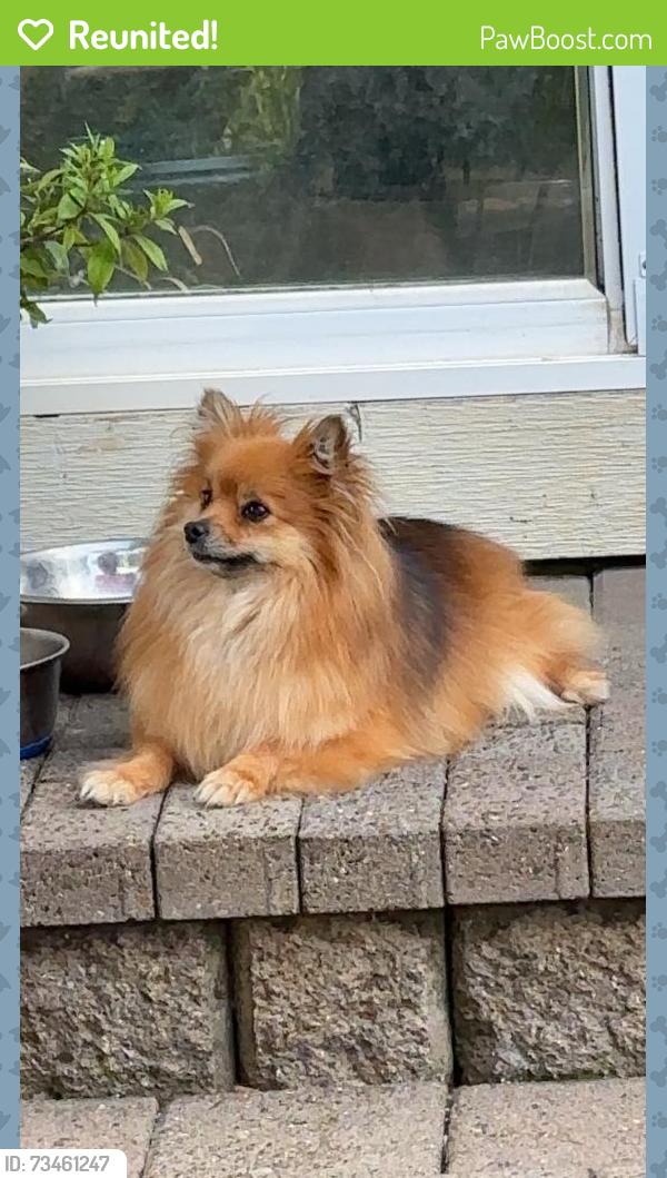 Reunited Female Dog last seen 282nd in Chase, Gresham, OR 97080