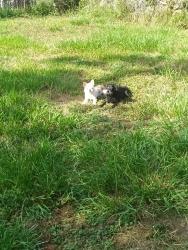 Lost Female Dog last seen Near Jackson Street Gulfport Mississippi 39501, Gulfport, MS 39501