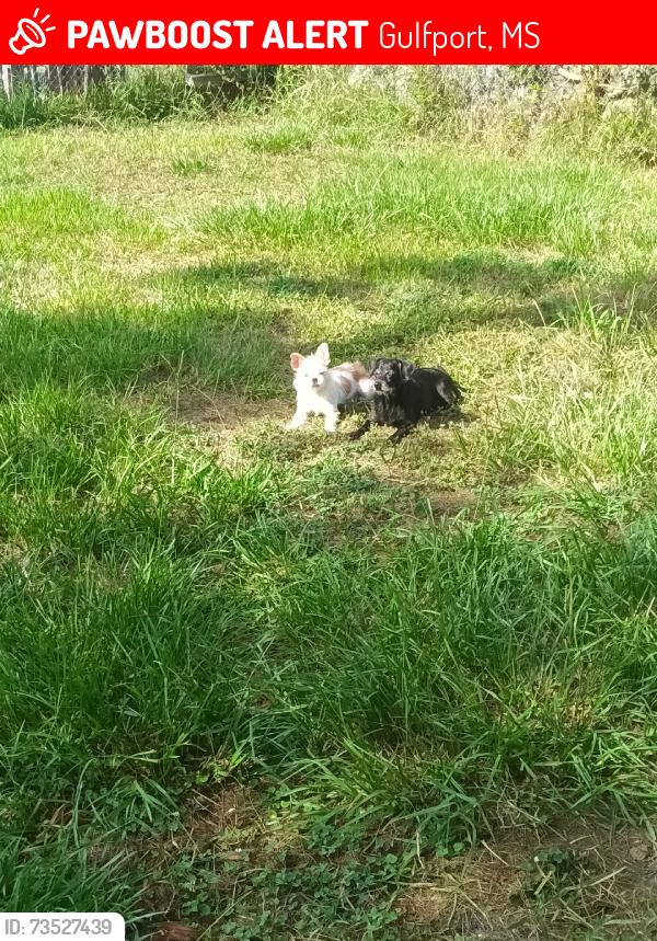 Lost Female Dog last seen Near Jackson Street Gulfport Mississippi 39501, Gulfport, MS 39501