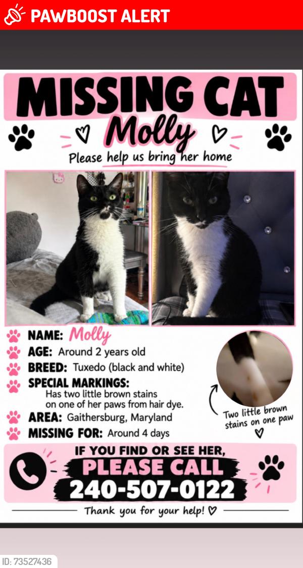 Lost Female Cat last seen bramble bush dr 20879, Montgomery Village, MD 20879