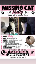 Lost Female Cat last seen bramble bush dr 20879, Montgomery Village, MD 20879
