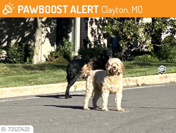 Found/Stray Unknown Dog last seen Langton Dr 63105 and last seen headed to Tanglewood 63124, Clayton, MO 63105