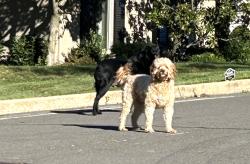 Found/Stray Unknown Dog last seen Langton Dr 63105 and last seen headed to Tanglewood 63124, Clayton, MO 63105