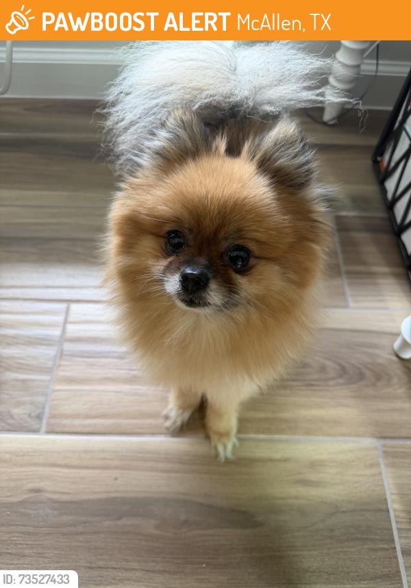 Found/Stray Female Dog last seen Taylor Villas apmts, McAllen, TX 78503