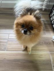 Found/Stray Female Dog last seen Taylor Villas apmts, McAllen, TX 78503