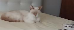 Lost Male Cat last seen 110th st, Ocala, FL 34476