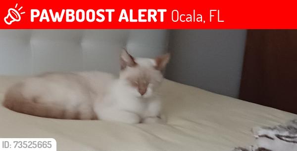 Lost Male Cat last seen 110th st, Ocala, FL 34476