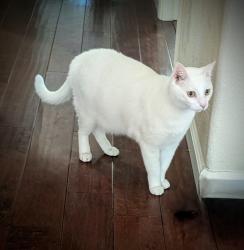 Lost Male Cat last seen Greenbrae, Agular, El Don, Rocklin, CA 95677