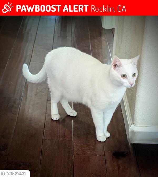 Lost Male Cat last seen Greenbrae, Agular, El Don, Rocklin, CA 95677