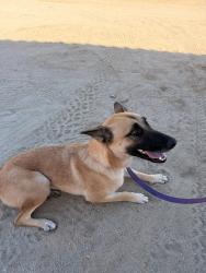 Found/Stray Female Dog last seen Shadow Mountain Lane, Thousand Palms, CA 92276