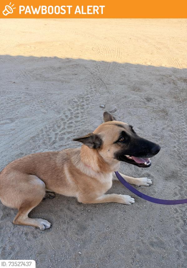 Found/Stray Female Dog last seen Shadow Mountain Lane, Thousand Palms, CA 92276