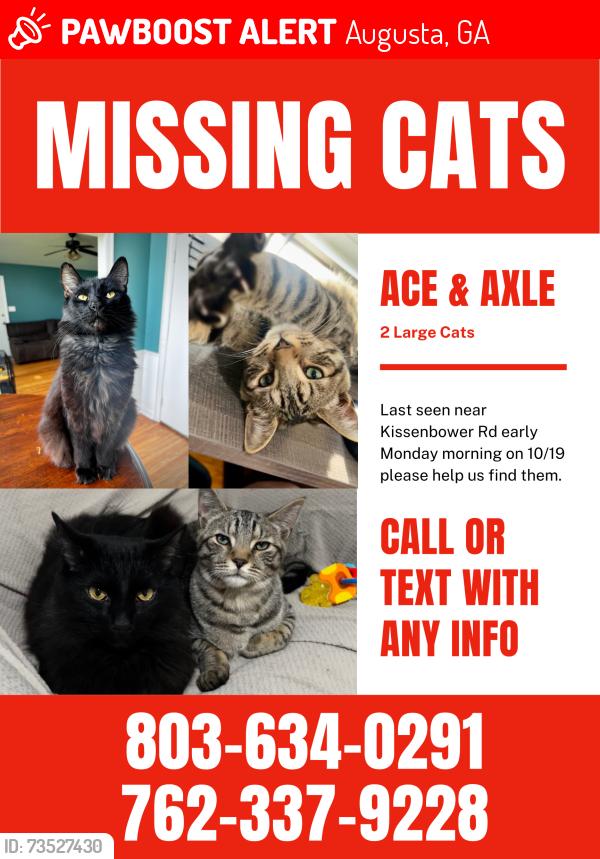 Lost Male Cat last seen Kissenbower & Edward Dr, Augusta, GA 30904