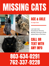 Lost Male Cat last seen Kissenbower & Edward Dr, Augusta, GA 30904