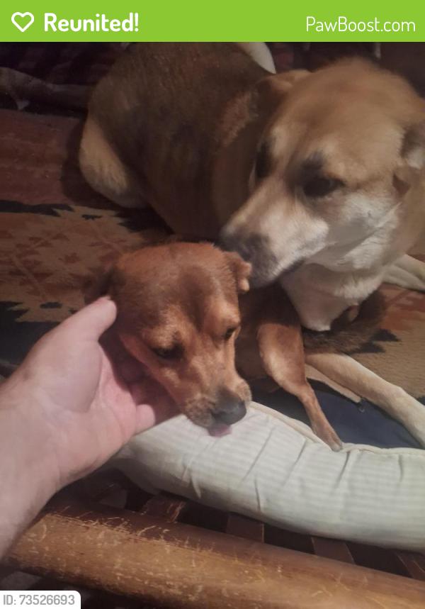 Reunited Male Dog last seen Newsom Rd & Coolwood Ln, Mesquite, Tx 75149, Mesquite, TX 75149