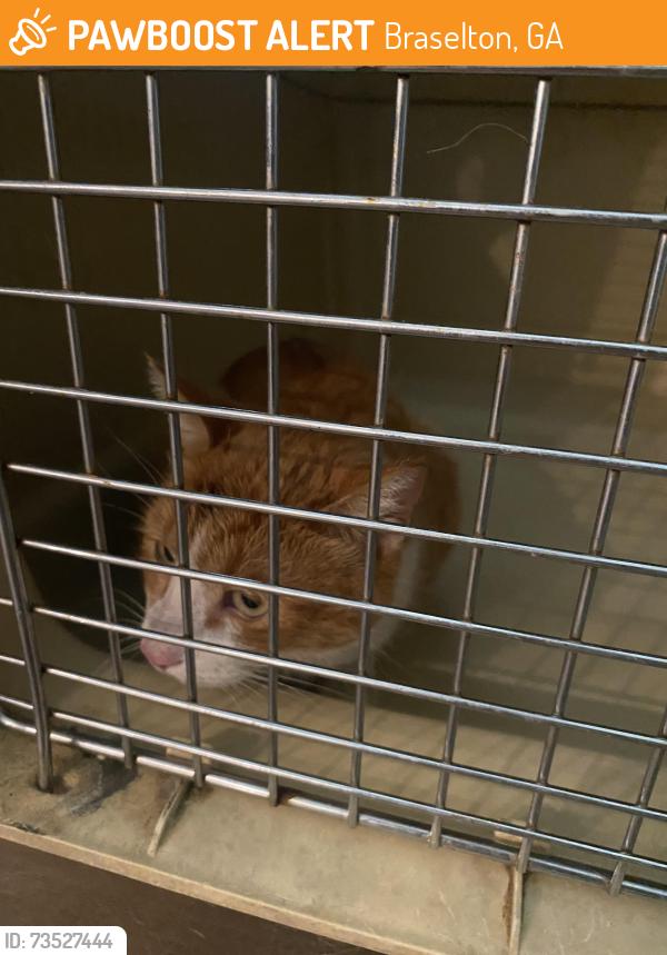 Found/Stray Unknown Cat last seen Downtown braselton, Braselton, GA 30517