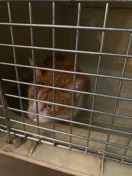 Found/Stray Unknown Cat last seen Downtown braselton, Braselton, GA 30517