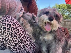 Reunited Female Dog last seen Parkerville, Wolf creek, Desoto, DeSoto, TX 75115