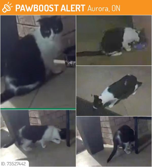 Found/Stray Unknown Cat last seen bayview and hartwell, Aurora, ON 