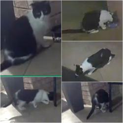 Found/Stray Unknown Cat last seen bayview and hartwell, Aurora, ON 