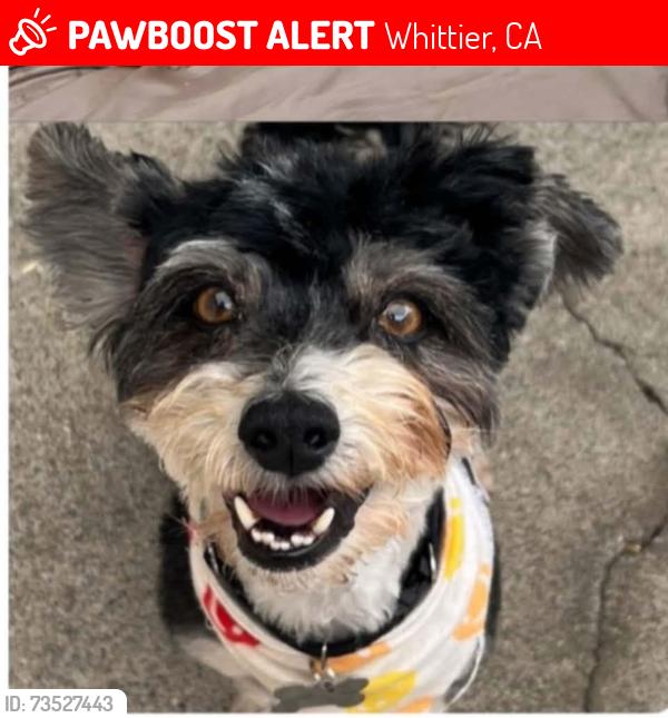 Lost Male Dog last seen Mulberry and Whittier, Whittier, CA 90602