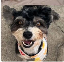 Lost Male Dog last seen Mulberry and Whittier, Whittier, CA 90602