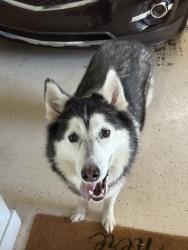 Reunited Unknown Dog last seen Hwy 124 Spout Springs Rd, Auburn, GA 30011
