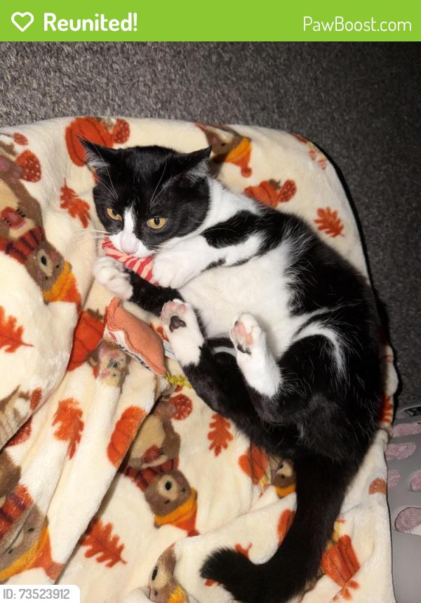 Reunited Female Cat last seen NW 8th St & NW 25th Ave battle ground wa, Battle Ground, WA 98604