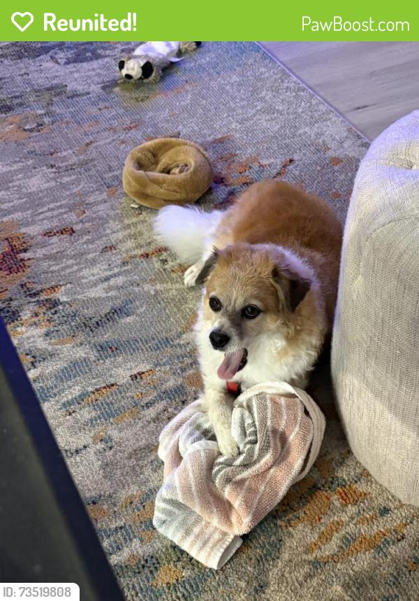 Reunited Male Dog last seen Lofgren, Port St. Lucie, FL 34953