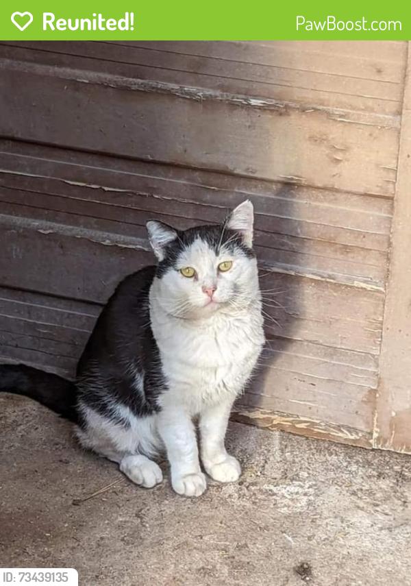 Reunited Male Cat last seen Near south, West Valley City, UT 84120