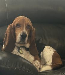 Reunited Male Dog last seen Live Oak Ct near Ponderosa Way, Pine Grove, CA 95665