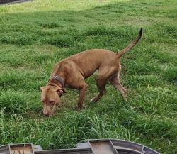 Lost Female Dog last seen Lear Park, Longview, TX 75604