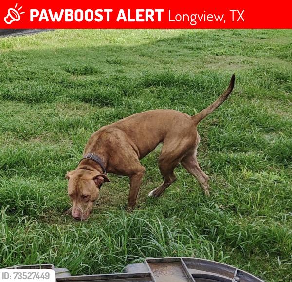 Lost Female Dog last seen Lear Park, Longview, TX 75604