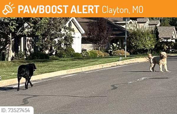 Found/Stray Unknown Dog last seen Langton Dr 63105 and last seen headed to Tanglewood 63124, Clayton, MO 63105