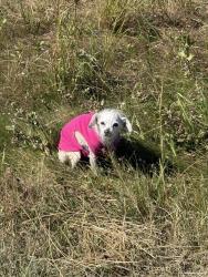 Found/Stray Female Dog last seen Creek by Dalton and Riverside, Fort Worth, TX 76244