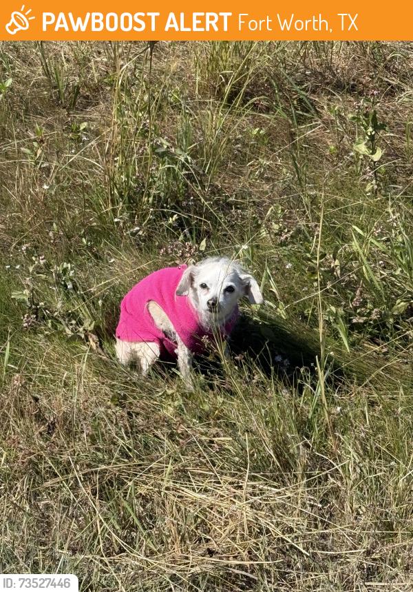 Found/Stray Female Dog last seen Creek by Dalton and Riverside, Fort Worth, TX 76244